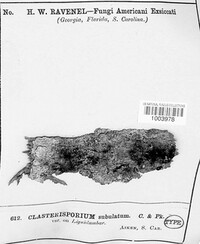 Clasterosporium subulatum image